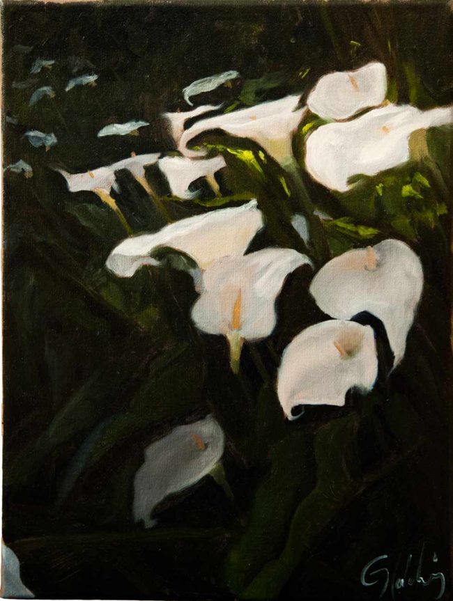 Gary Holding white arums oil on linen 12x16